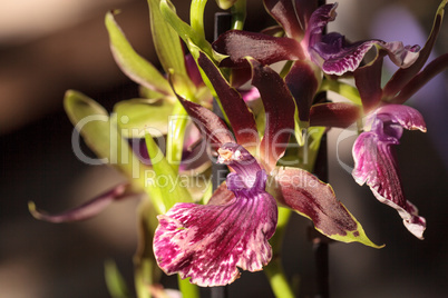 Purple and green orchid, Zygopetalum species