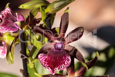 Purple and green orchid, Zygopetalum species