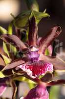 Purple and green orchid, Zygopetalum species