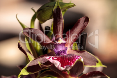 Purple and green orchid, Zygopetalum species