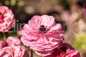 Ranunculus flower premier bi color mix