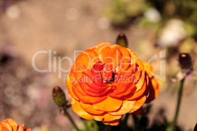 Ranunculus flower premier bi color mix