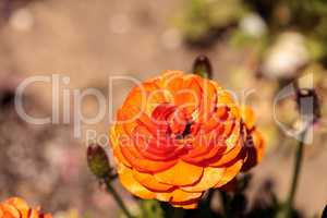 Ranunculus flower premier bi color mix