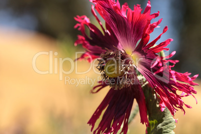 Round pricklyhead poppy called Papaver hybridum