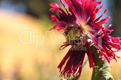 Round pricklyhead poppy called Papaver hybridum