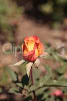 Hybrid yellow and orange tea rose called Rio Samba