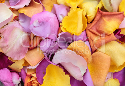 Rose petals in the colors of a sunset