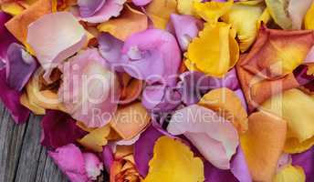 Rose petals in the colors of a sunset