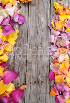 Rose petals in the colors of a sunset