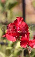 Sweet pea flower mix called Lathyrus odoratus