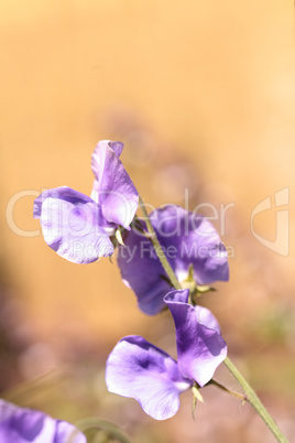 Sweet pea flower mix called Lathyrus odoratus