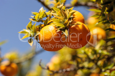 Tangerines grown in a cluster on a citrus tree