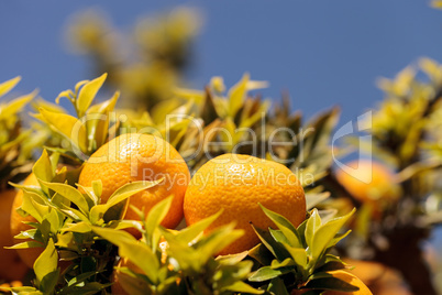 Tangerines grown in a cluster on a citrus tree