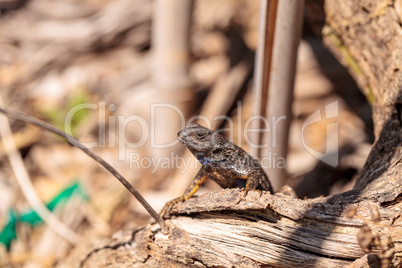 Western fence lizard called Sceloporus occidentalis