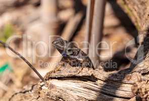 Western fence lizard called Sceloporus occidentalis