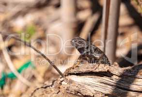 Western fence lizard called Sceloporus occidentalis