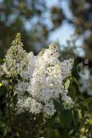 White lilac flowers