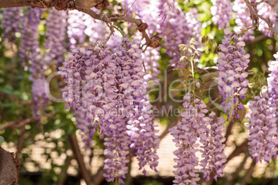 Purple wisteria flowers