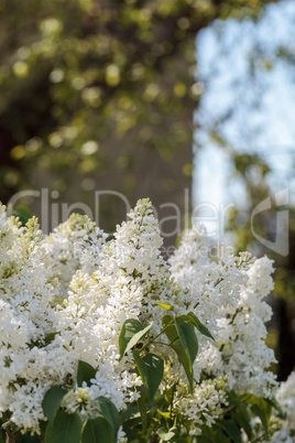 White lilac flowers