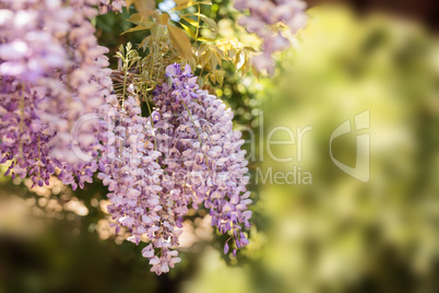 Purple wisteria flowers