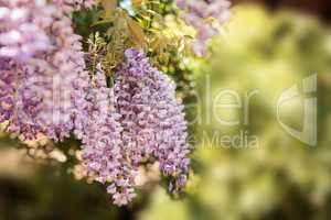 Purple wisteria flowers