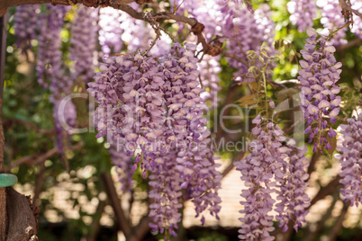 Purple wisteria flowers