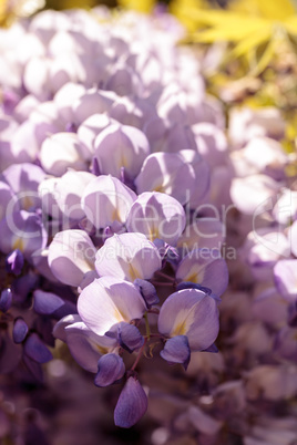 Purple wisteria flowers