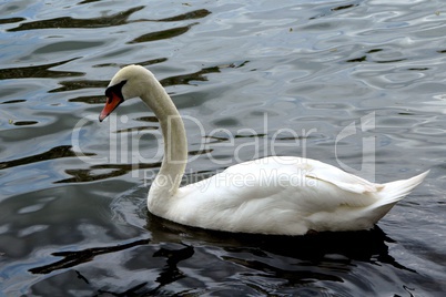 cygne