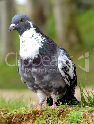 pigeon