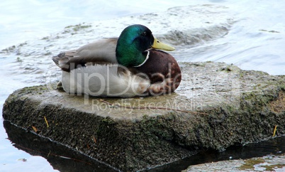 canard