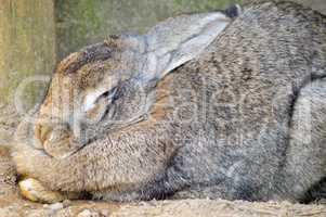 Rabbit gray in full nap