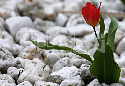 rote Tulpe im Steingarten