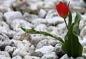 rote Tulpe im Steingarten