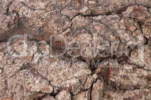 Abstract Background Bark