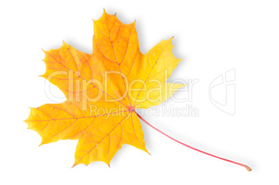 Autumn Maple Leaf