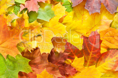 Autumn Maple Leaves