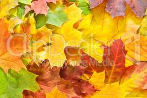 Autumn Maple Leaves