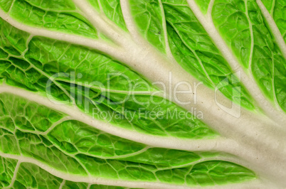 Background closeup of juicy leaf Chinese cabbage
