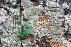 Background of red granite moss and grass