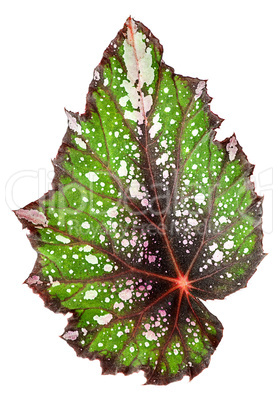 Begonia leaf vertically