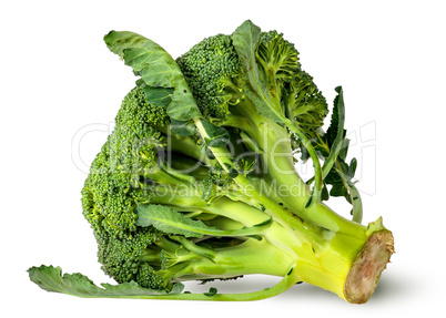 Big broccoli florets with leaves