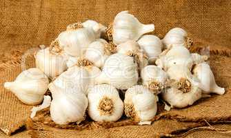 Big pile of garlic