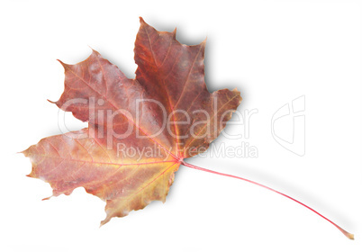 Bordeaux Autumn Maple Leaf