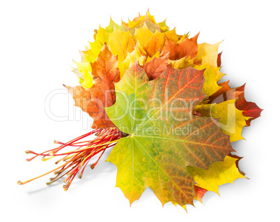 Bouquet Of Autumn Leaves