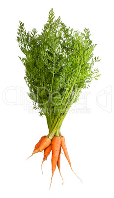 Bunch Of Fresh Carrots With Green Tops