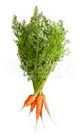 Bunch Of Fresh Carrots With Green Tops
