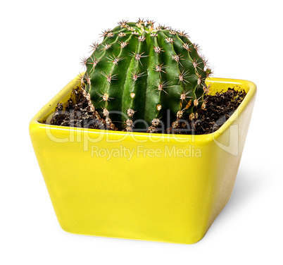 Cactus in the yellow flowerpot top view