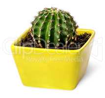 Cactus in the yellow flowerpot top view