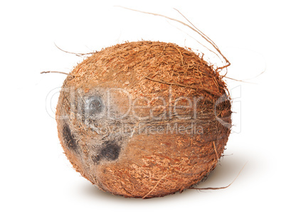 Closeup of coconut rotated