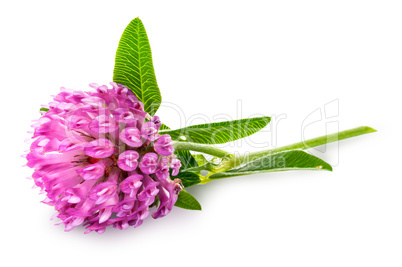 Clover flower with green leaves